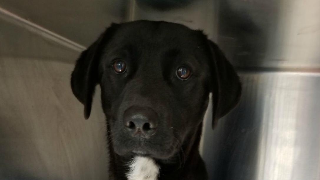 Dog found hanging from tree on Tucson's north side